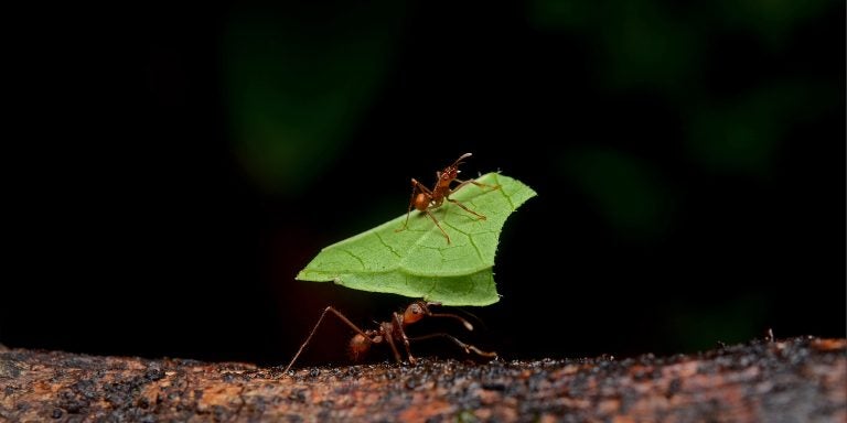 Leafcutter ants