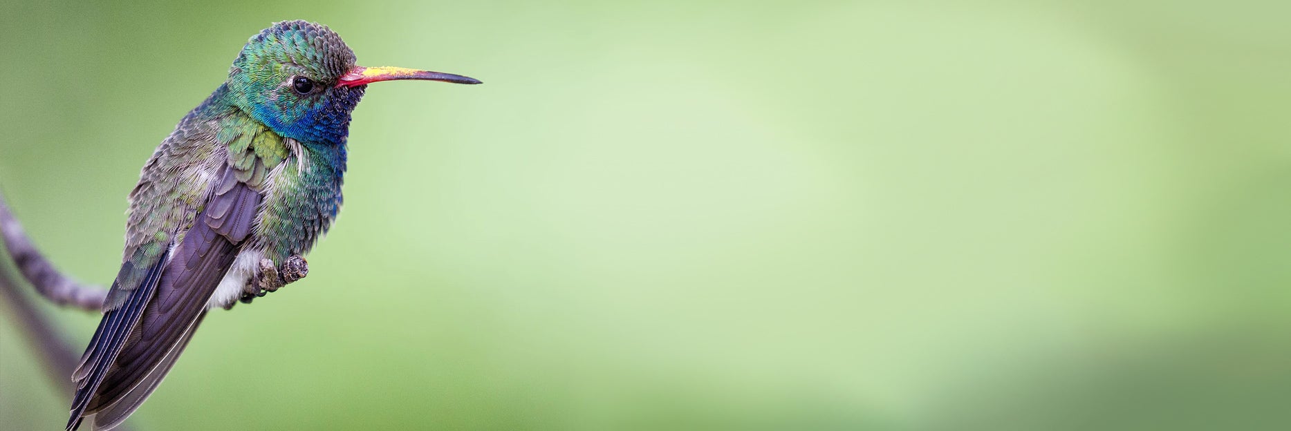 Unslpash- Hummingbird