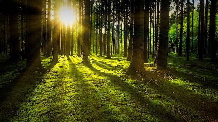 forest at sunrise (c) pixabay