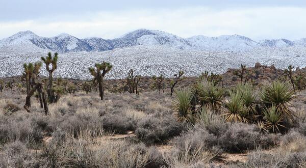 Snowy mountains behind Joshua trees