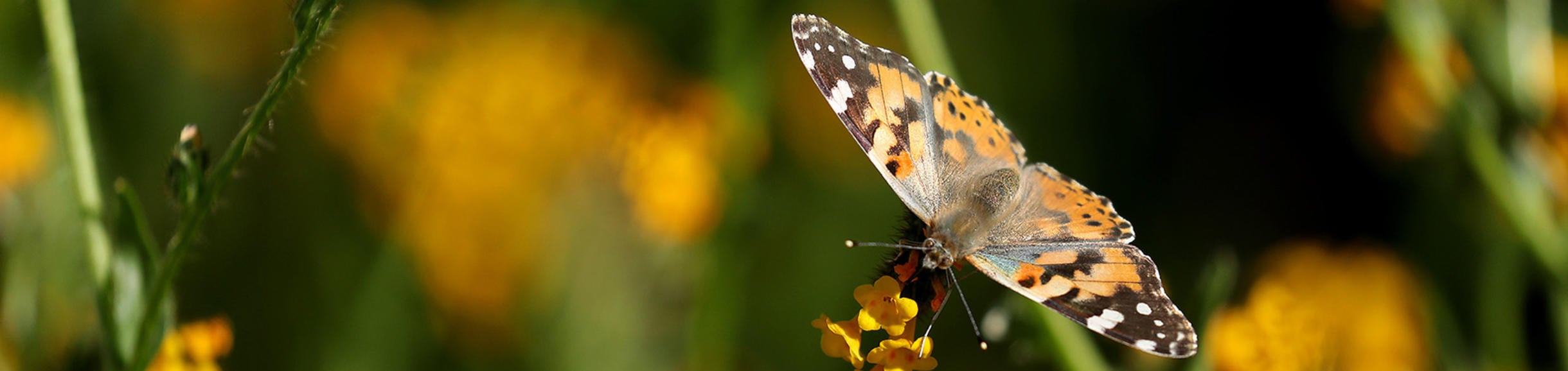 Painted Lady butterfly at Motte Rimrock (c) UCR / Stan Lim