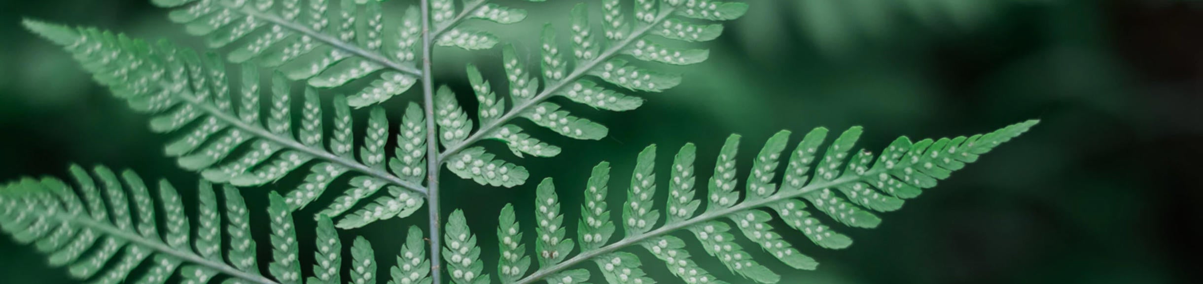 About | Center for Conservation Biology