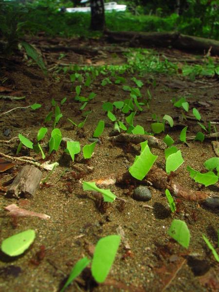 Leafcutter ants