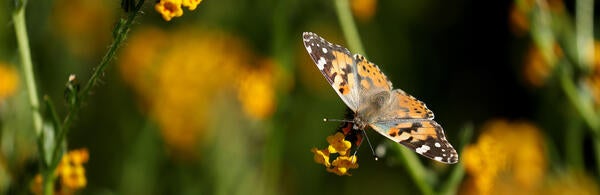 Painted Lady butterfly at Motte Rimrock (c) UCR / Stan Lim