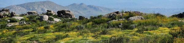 Motte Rimrock UCR Natural Reserve (c) UCR / Stan Lim