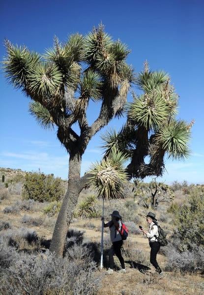 Joshua tree