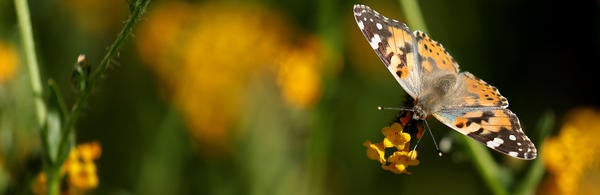 Stan Lim-Butterfly