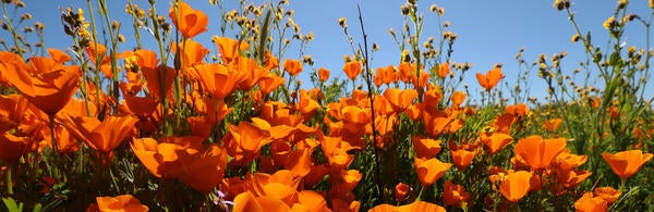 Stan Lim- California Poppies