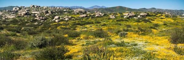 Motte Rimrock UCR Natural Reserve (c) UCR / Ilse Ungeheuer