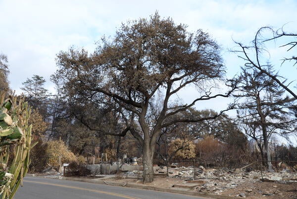 LA Trees that we hurt by fire