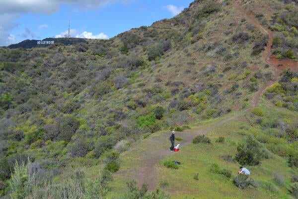 Researchers doing fieldwork on a trail near the Hollywood sign
