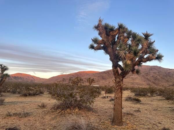 A Joshua tree at sunset