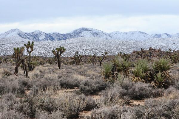 Snowy mountains behind Joshua trees