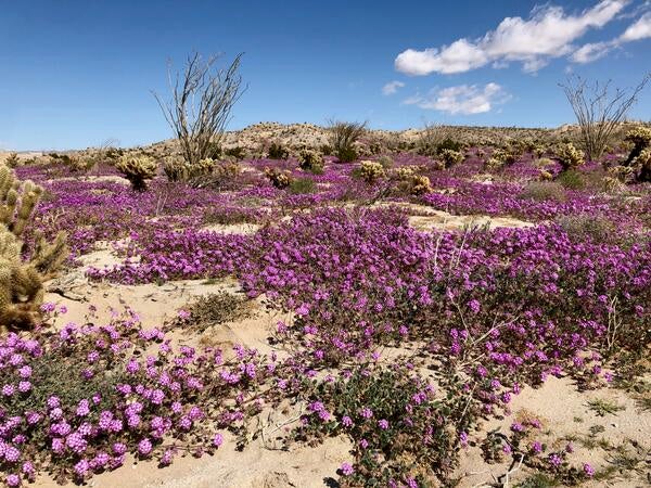 Purple flowers in the desert 