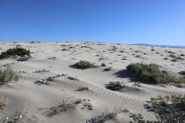 Desert sands