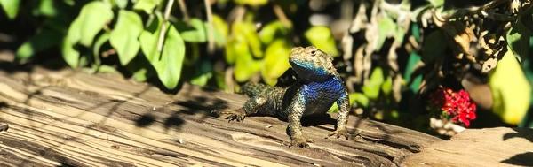 Lizard in UCR Botanic Gardens (c) Ilse Ungeheuer
