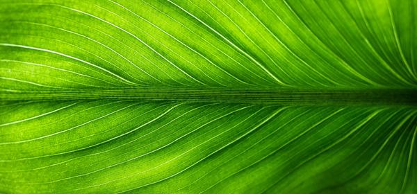 Green leaf close-up / Pixabay.com