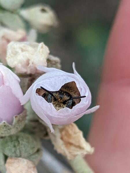 A bee in a flower 