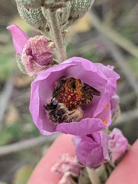 Bees sleeping in a flower